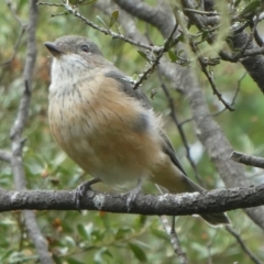 Pachycephala rufiventris (Rufous Whistler) at Charleys Forest, NSW - 30 Mar 2022 by arjay