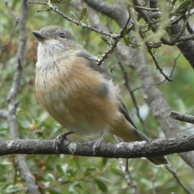 Pachycephala rufiventris (Rufous Whistler) at Charleys Forest, NSW - 30 Mar 2022 by arjay