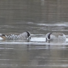 Malacorhynchus membranaceus (Pink-eared Duck) at Mulligans Flat - 5 Jun 2024 by Anna123