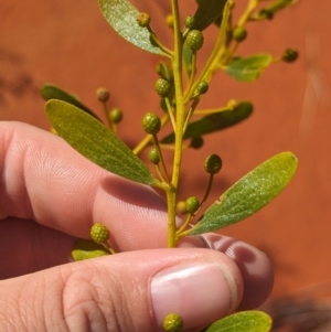 Acacia melleodora (Scented Wax Wattle, Waxy Wattle) at Lake Mackay, NT by Darcy