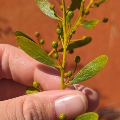 Acacia melleodora (Scented Wax Wattle, Waxy Wattle) at Lake Mackay, NT - 13 May 2024 by Darcy