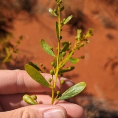 Acacia melleodora at Lake Mackay, NT - 13 May 2024