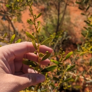 Acacia melleodora at Lake Mackay, NT - 13 May 2024