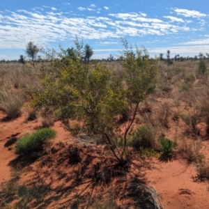 Acacia melleodora at Lake Mackay, NT - 13 May 2024