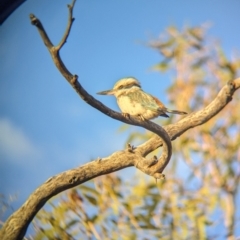 Todiramphus pyrrhopygius (Red-backed Kingfisher) at Newhaven Wildlife Sanctuary - 13 May 2024 by Darcy