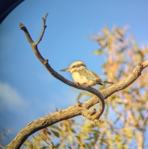 Todiramphus pyrrhopygius at Lake Mackay, NT - 13 May 2024 05:40 PM