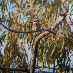 Todiramphus pyrrhopygius at Lake Mackay, NT - 13 May 2024 05:40 PM