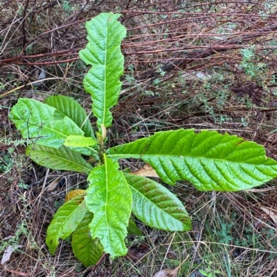 Eriobotrya japonica (Loquat) at Mount Ainslie - 6 Jun 2024 by SteveBorkowskis