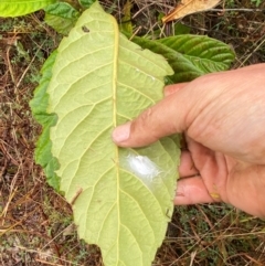 Eriobotrya japonica at Mount Ainslie - 6 Jun 2024