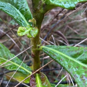 Eriobotrya japonica at Mount Ainslie - 6 Jun 2024 02:08 PM