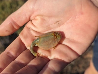 Triops australiensis at Lake Mackay, NT - 14 May 2024 by Darcy