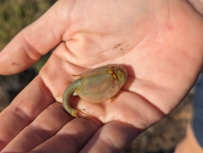 Triops australiensis at Lake Mackay, NT - 13 May 2024 by Darcy