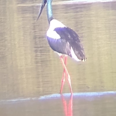 Ephippiorhynchus asiaticus (Black-necked Stork) at Urunga, NSW - 6 Jun 2024 by NJ