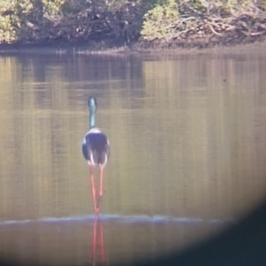 Ephippiorhynchus asiaticus at Urunga, NSW - suppressed