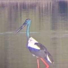 Ephippiorhynchus asiaticus at Urunga, NSW - suppressed