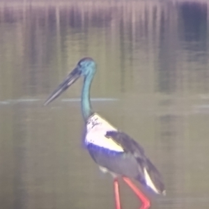 Ephippiorhynchus asiaticus at Urunga, NSW - suppressed
