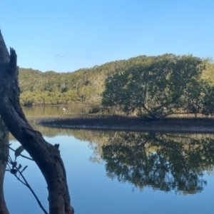 Ephippiorhynchus asiaticus at Urunga, NSW - suppressed