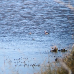 Poliocephalus poliocephalus (Hoary-headed Grebe) at Newhaven Wildlife Sanctuary - 14 May 2024 by Darcy