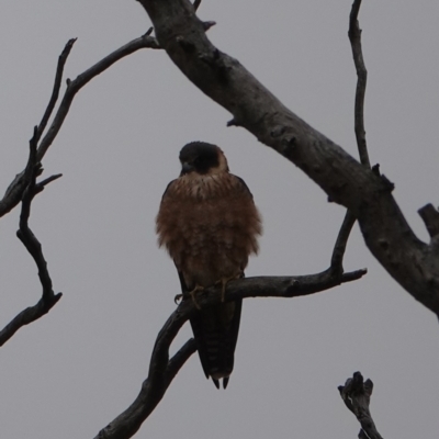 Falco longipennis (Australian Hobby) at Throsby, ACT - 5 Jun 2024 by Anna123