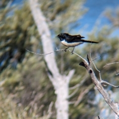 Rhipidura leucophrys (Willie Wagtail) at Lake Mackay, NT - 14 May 2024 by Darcy