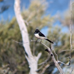 Rhipidura leucophrys at Lake Mackay, NT - 14 May 2024 10:18 AM