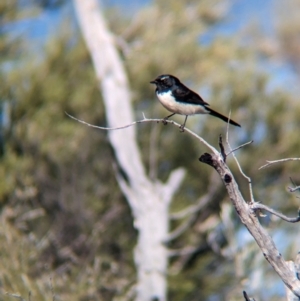 Rhipidura leucophrys at Lake Mackay, NT - 14 May 2024 10:18 AM