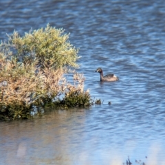 Tachybaptus novaehollandiae (Australasian Grebe) at Lake Mackay, NT - 14 May 2024 by Darcy