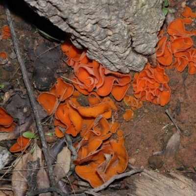Aleuria sp. (genus) (An Orange peel fungus) at National Arboretum Forests - 2 Jun 2024 by TimL