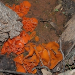 Aleuria sp. (genus) at National Arboretum Forests - 2 Jun 2024