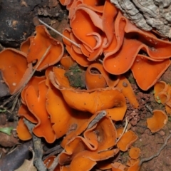 Aleuria sp. (genus) at National Arboretum Forests - 2 Jun 2024