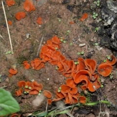 Aleuria sp. (genus) at National Arboretum Forests - 2 Jun 2024