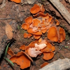 Aleuria sp. (genus) at National Arboretum Forests - 2 Jun 2024 02:21 PM