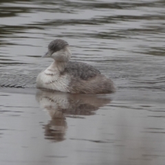 Poliocephalus poliocephalus (Hoary-headed Grebe) at Throsby, ACT - 5 Jun 2024 by Anna123