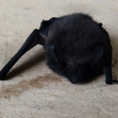 Unidentified Microbat at Gundaroo, NSW - 6 Jun 2024 by SwalaPark