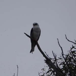 Elanus axillaris at Throsby, ACT - 5 Jun 2024