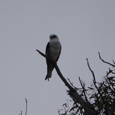 Elanus axillaris (Black-shouldered Kite) at Throsby, ACT - 5 Jun 2024 by Anna123