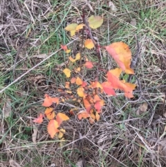 Pyrus calleryana (Callery Pear) at Mulligans Flat - 4 Jun 2024 by rainer