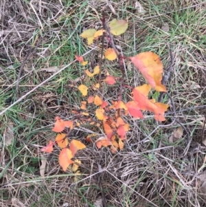 Pyrus calleryana at Mulligans Flat - 4 Jun 2024