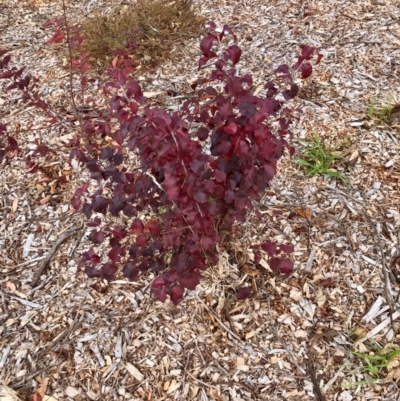 Pyrus calleryana (Callery Pear) at Throsby, ACT - 4 Jun 2024 by rainer