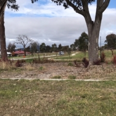 Pyrus calleryana at Throsby, ACT - 4 Jun 2024