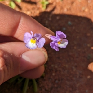 Uvedalia linearis var. linearis at Lake Mackay, NT - 14 May 2024