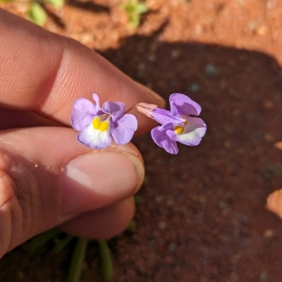 Uvedalia linearis var. linearis at Newhaven Wildlife Sanctuary - 14 May 2024 by Darcy