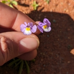 Uvedalia linearis var. linearis at Lake Mackay, NT - 14 May 2024