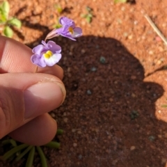 Uvedalia linearis var. linearis at Lake Mackay, NT - 14 May 2024