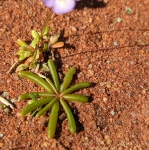 Uvedalia linearis var. linearis at Lake Mackay, NT - 14 May 2024 10:28 AM