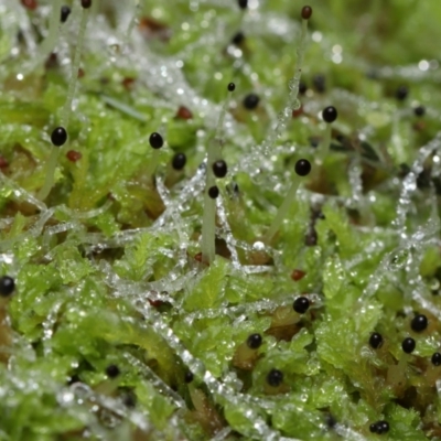 Unidentified Moss, Liverwort or Hornwort at Tidbinbilla Nature Reserve - 1 Jun 2024 by TimL