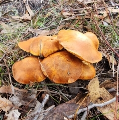 Gymnopilus junonius (Spectacular Rustgill) at Kambah, ACT - 6 Jun 2024 by HarleyB