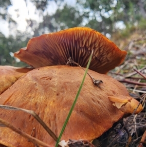 Gymnopilus junonius at Mount Taylor - 6 Jun 2024 01:52 PM