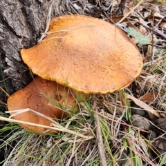 Gymnopilus junonius at Mount Taylor - 6 Jun 2024 01:52 PM