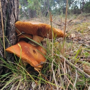 Gymnopilus junonius at Mount Taylor - 6 Jun 2024 01:52 PM